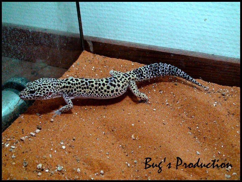 Mes gecko léopard.... Dsc01811