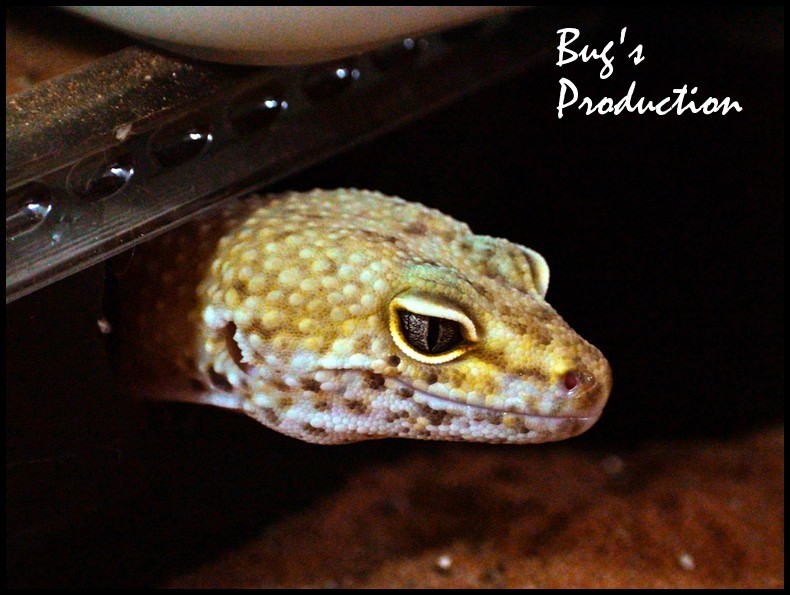 Mes gecko léopard.... Dsc01812