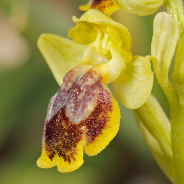 HERAKLEIA : un paradis pour orchidophiles Ophrys12