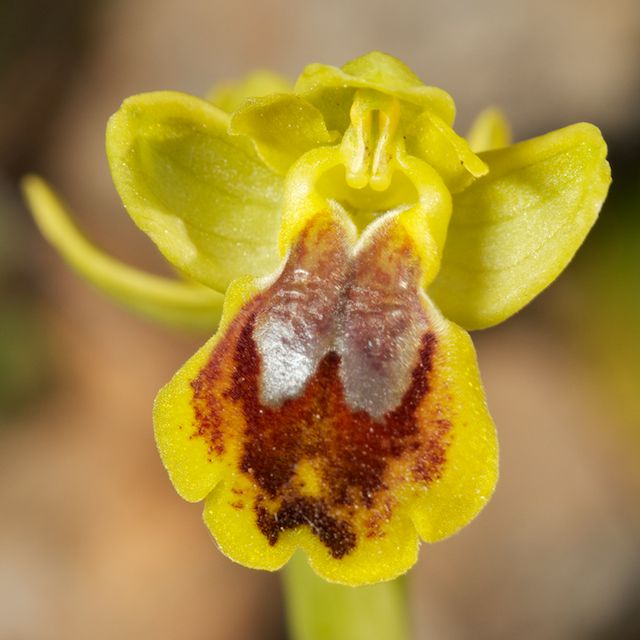 HERAKLEIA : un paradis pour orchidophiles Ophrys14