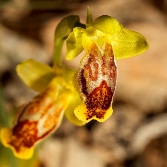 HERAKLEIA : un paradis pour orchidophiles Ophrys15