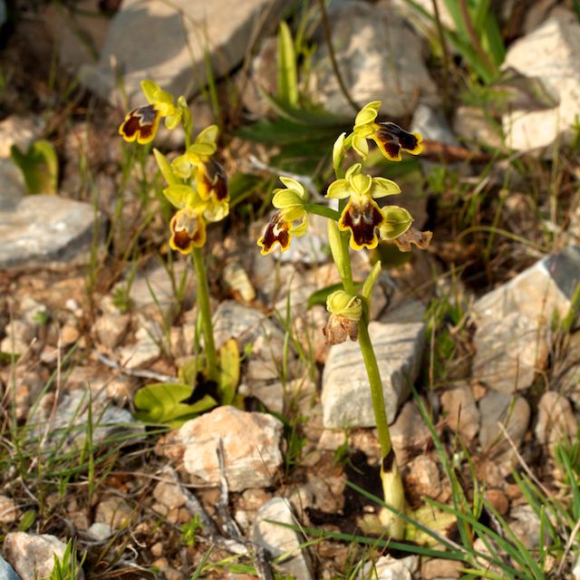 HERAKLEIA : un paradis pour orchidophiles Ophrys16