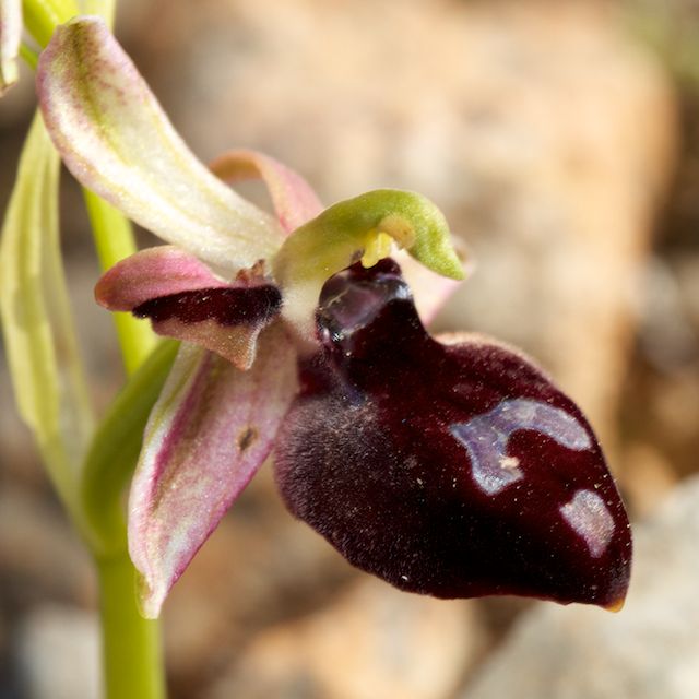 HERAKLEIA : un paradis pour orchidophiles Ophrys17