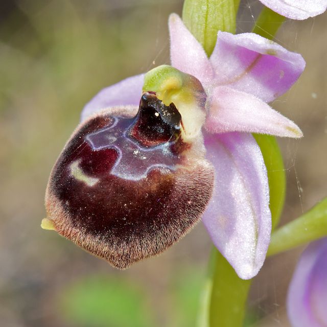 HERAKLEIA : un paradis pour orchidophiles Ophrys21