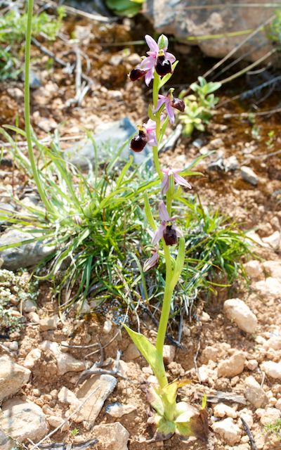 HERAKLEIA : un paradis pour orchidophiles Ophrys23