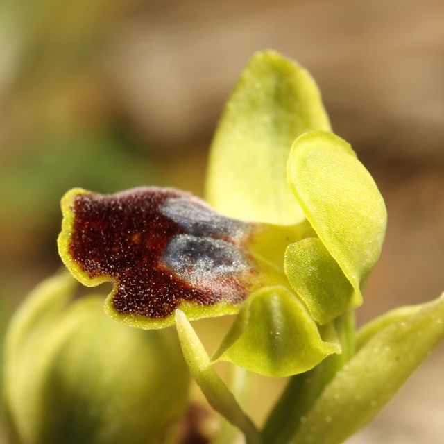 HERAKLEIA : un paradis pour orchidophiles Ophrys26