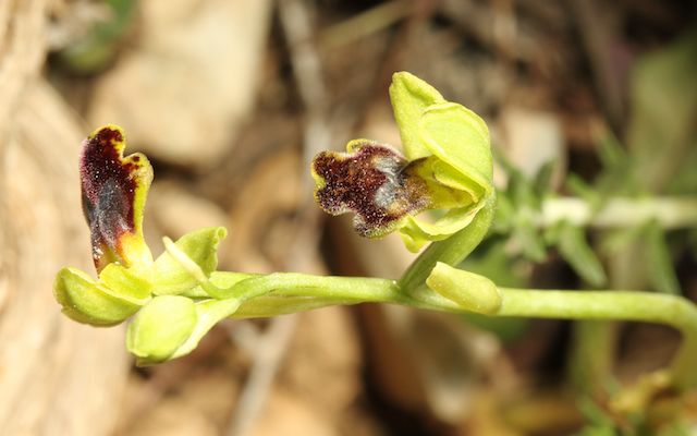 HERAKLEIA : un paradis pour orchidophiles Ophrys27