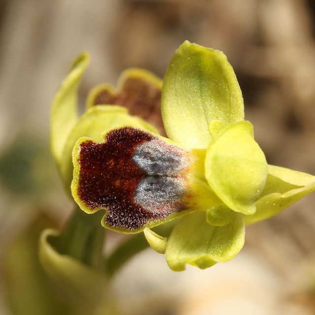 HERAKLEIA : un paradis pour orchidophiles Ophrys28
