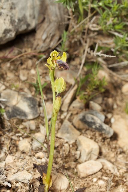 HERAKLEIA : un paradis pour orchidophiles Ophrys29