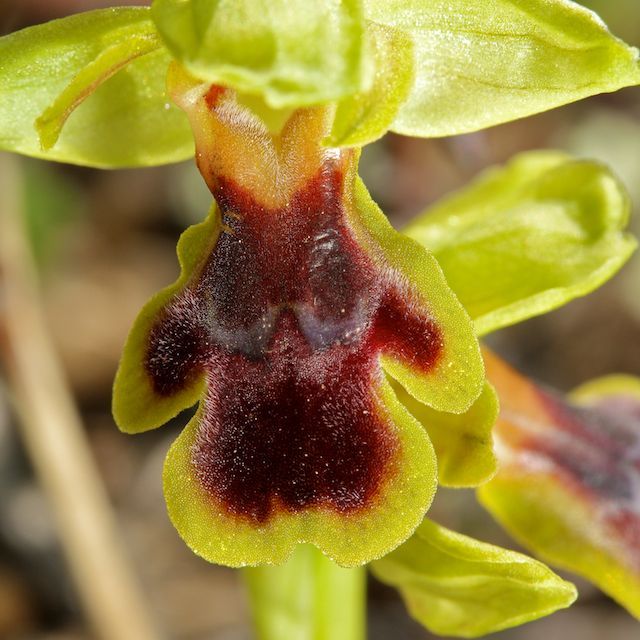 HERAKLEIA : un paradis pour orchidophiles Ophrys30