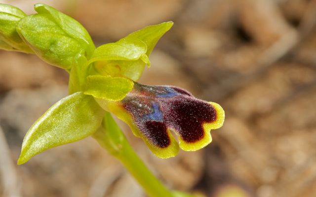 HERAKLEIA : un paradis pour orchidophiles Ophrys31