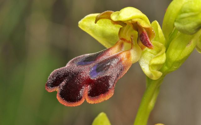 HERAKLEIA : un paradis pour orchidophiles Ophrys32