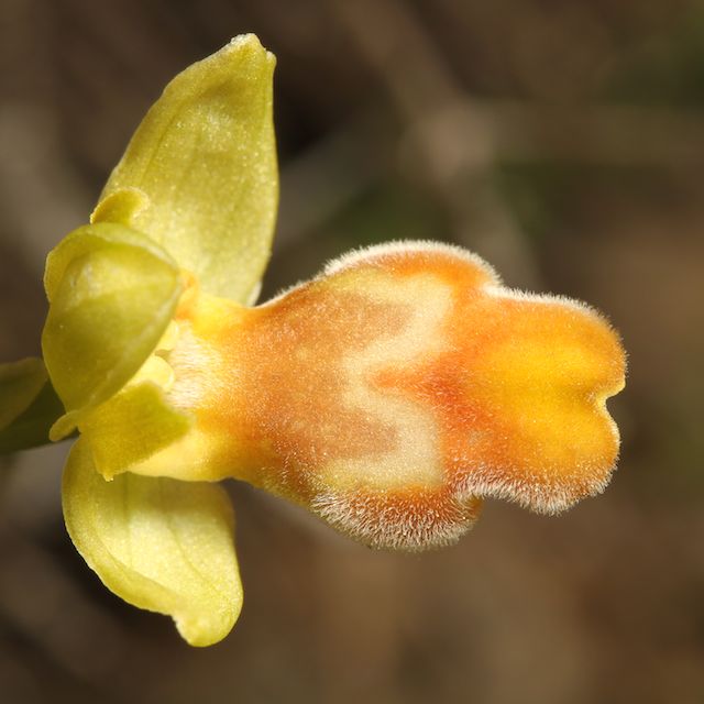 HERAKLEIA : un paradis pour orchidophiles Ophrys34