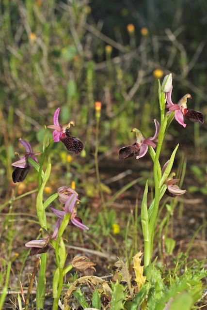 PAROS Ophrys46