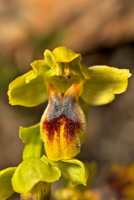 HERAKLEIA : un paradis pour orchidophiles Parvul10
