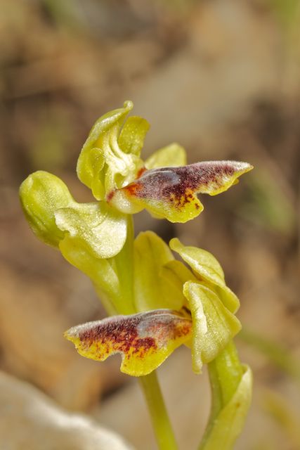 HERAKLEIA : un paradis pour orchidophiles Parvul13