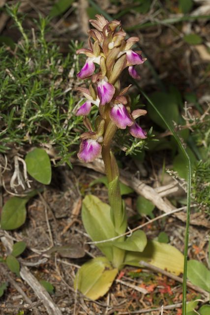 HERAKLEIA : un paradis pour orchidophiles Sans_t15