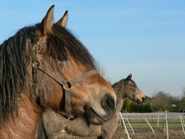 Concours Photos Juillet : Ciel et Chevaux P1040010