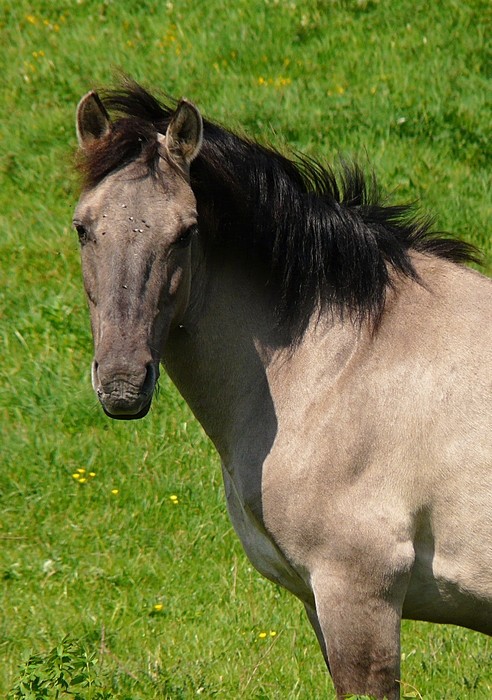 cheval konik Cheval12