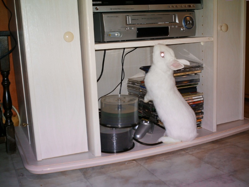 maman lapin et son bb  adopter (77) Imag0010