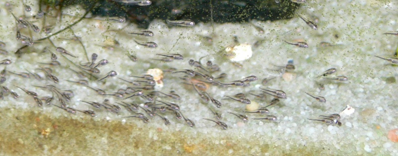 Ponte Hemichromis Agrand10