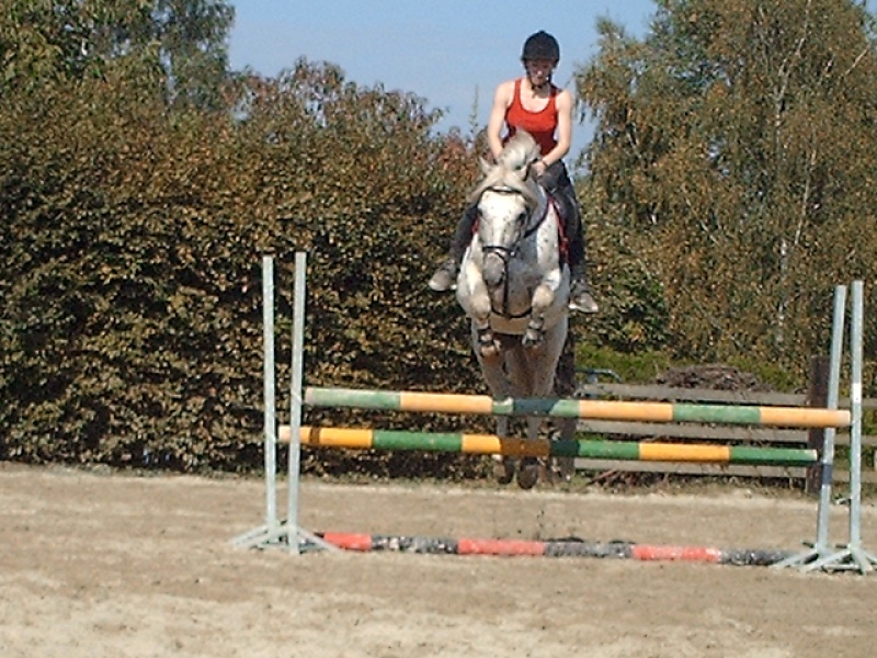 Etalon Appaloosa en Picardie Img_0110