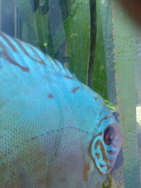 queques photos de mes poissons Photo018