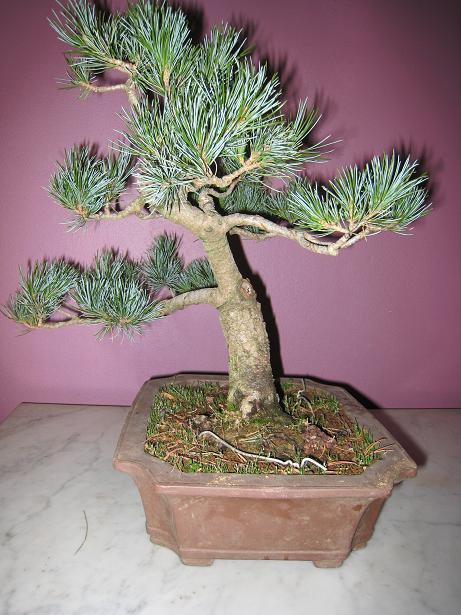 Juniperus et Pinus!!! Pin210