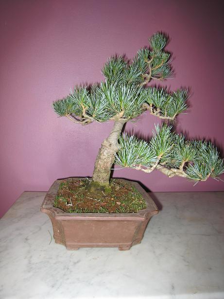 Juniperus et Pinus!!! Pin410
