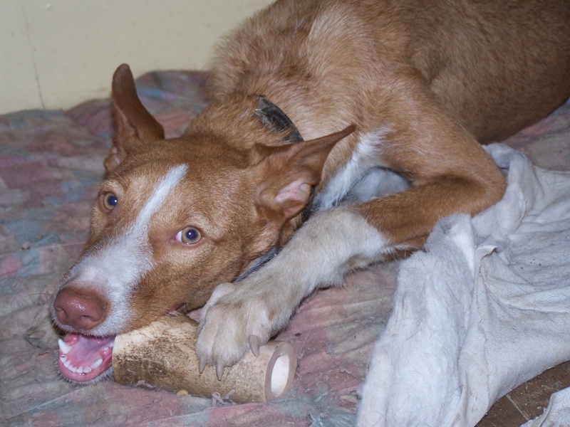 chiot 4 mois podenco 100_2510