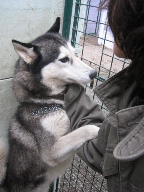 WYKY beau male HUSKY super affectueux Wyky_210