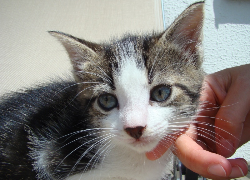 Sauvetage: Gaston, chaton mâle brown tabby et blanc, né en avril 2011 Dsc06810