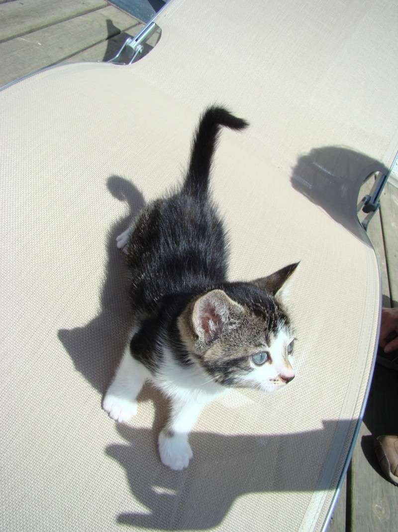 Groseille, chaton femelle brown tabby et blanc, né en avril 2011 Dsc06815