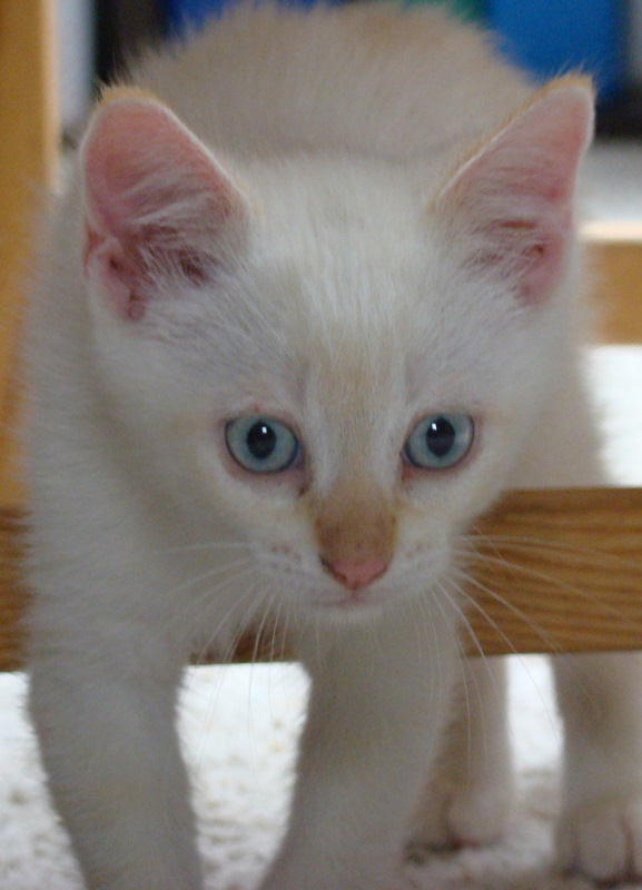 Gin-Fizz, chaton mâle red point, né vers le 15 avril 2011 Dsc06921