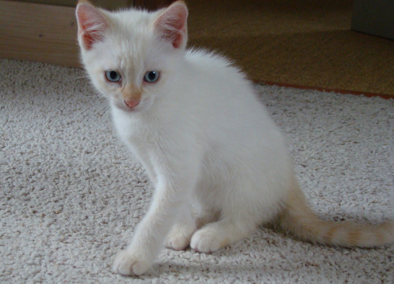 Gin-Fizz, chaton mâle red point, né vers le 15 avril 2011 Dsc06923