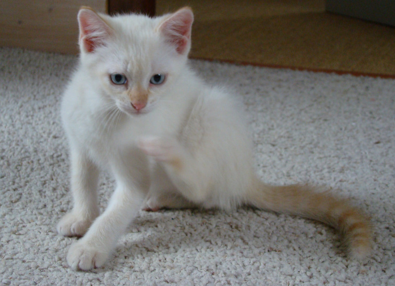 Gin-Fizz, chaton mâle red point, né vers le 15 avril 2011 Dsc06924