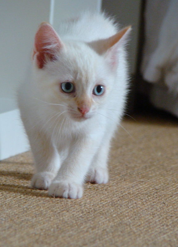Gin-Fizz, chaton mâle red point, né vers le 15 avril 2011 Dsc06925