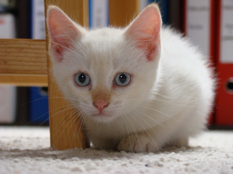 Gin-Fizz, chaton mâle red point, né vers le 15 avril 2011 Dsc06928