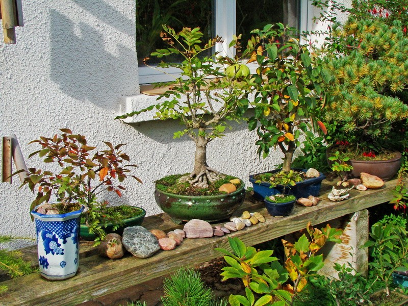 Quelques bonsaï en automne Octobr10