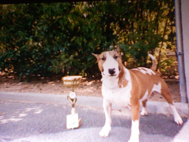 URGENT Bull terrier LOF 5 ans a donner (75) Photo310