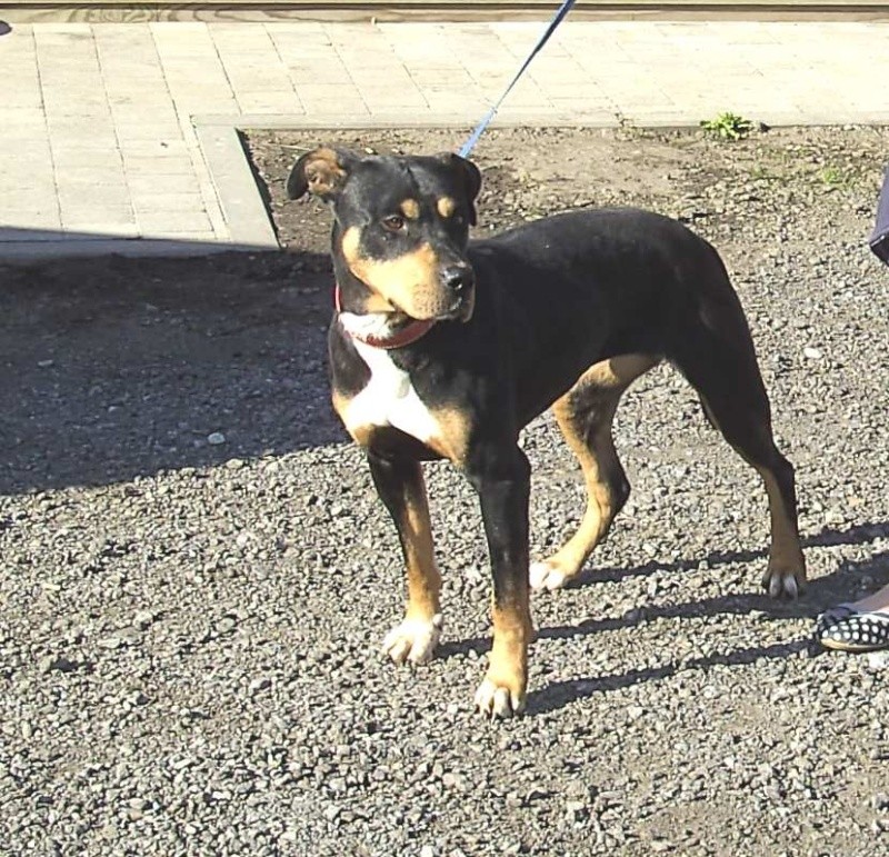 Shiva X rott amstaff Shiva_10