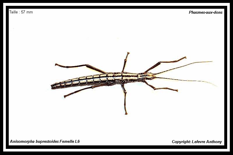 Anisomorpha buprestoides "ocala" (P.S.G n°12) Anisom10