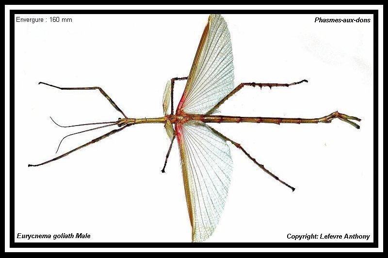 Clemacantha goliath (P.S.G. n°14) Eurycn16