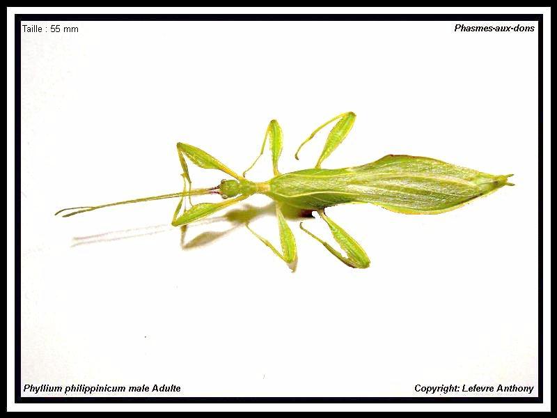 Phyllium philippinicum (P.S.G n°278) Phylli13