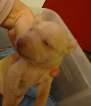 Adoptados - SOS!! 7 perritos cachorros de biberón necesitan varias casas de acogida en tres días. Valencia y Castellón.  Theres12