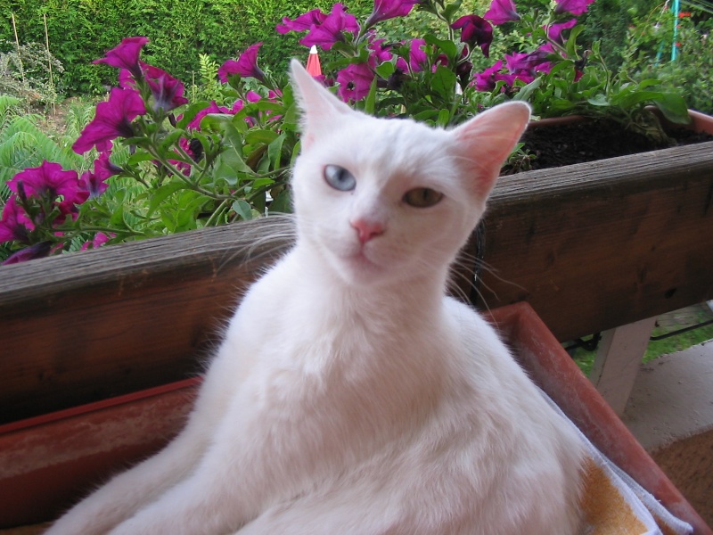 Photos chatons sur mon balcon - Page 2 Img_4612