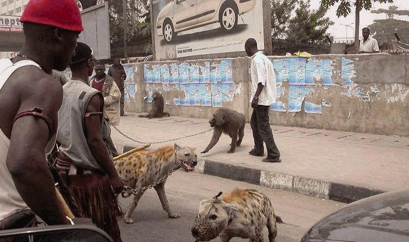 شوف الأفارقة بيستخدمو أيه في الحراسة بدل الكلاب 510