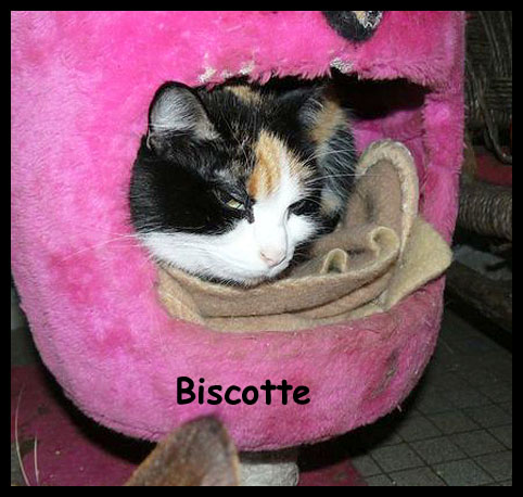 Biscotte devenue Fifille Biscot10