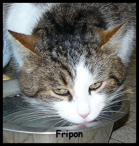 Fripon, brown tabby et blanc Asso Suisse  Lauserne Fripon11