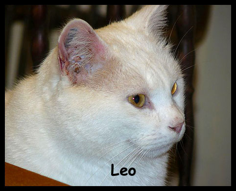 Lo, (LEONARD) beau chat blanc Leo10